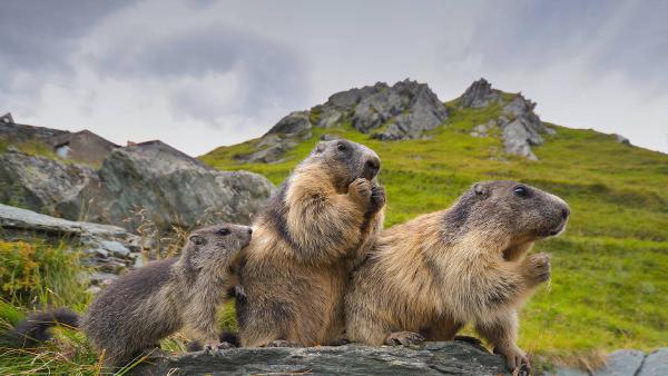 Alpine marmots in Hohe Tauern National Park, Austria (© Michaela Walch/Alamy)