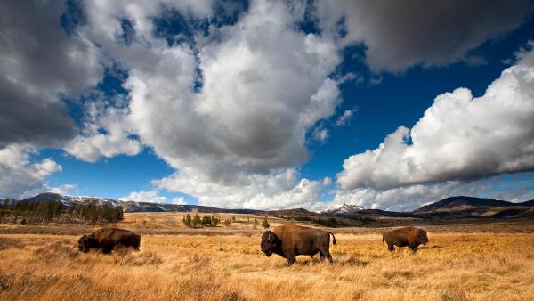 American bison in Yellowstone National Park, Wyoming (© Ian Shive/TANDEM Stills