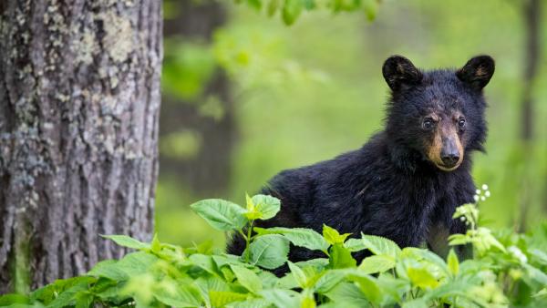 American black bear cub in spring, Shenandoah National Park, Virginia (© Scott