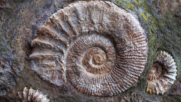 Ammonite fossils from the Jurassic Period (© J Nemchinova/Getty Images)