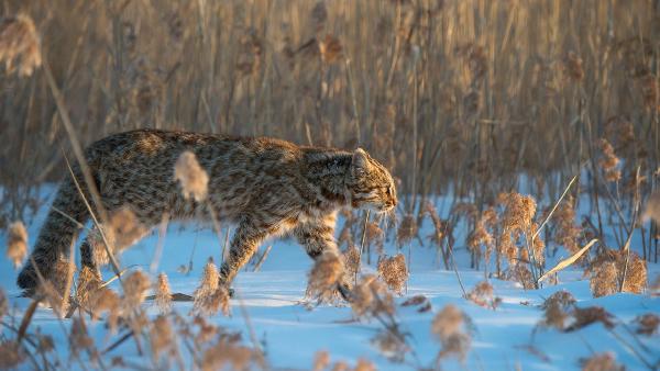 Amur leopard cat, Russia (© Valeriy Maleev/naturepl.com)