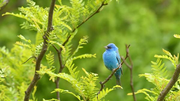 An indigo bunting perched on a branch, Texas (© Jeff R Clow/Getty Images)