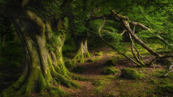 Ancient beech tree, Glenariff Forest Park, County Antrim, Northern Ireland (©