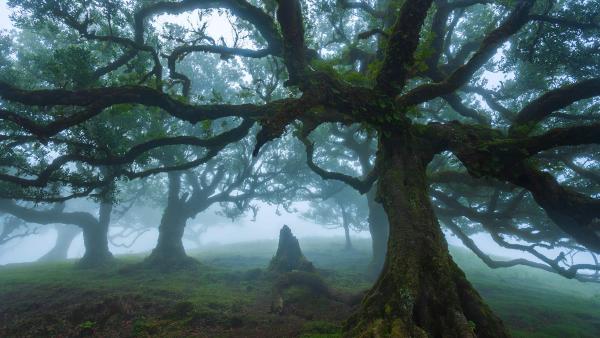 Ancient til trees in Fanal Forest, island of Madeira, Portugal (© Lukas Jonaitis/Shutterstock) Ancient til trees in Fanal Forest, island of Madeira, Portugal (© Lukas Jonaitis/Shutterstock)
