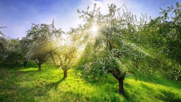Apple trees in spring, Germany (© Smileus/Getty Images)