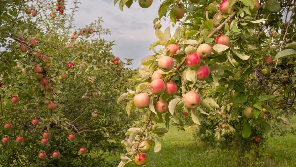 Apples ready for harvest, Minnesota (© Tammi Mild/Getty Images) Apples ready for harvest, Minnesota (© Tammi Mild/Getty Images)