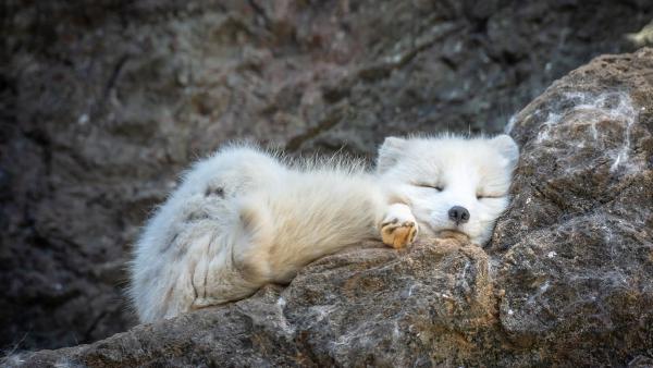 Arctic fox sleeping (© Chansak Joe/Getty Images)