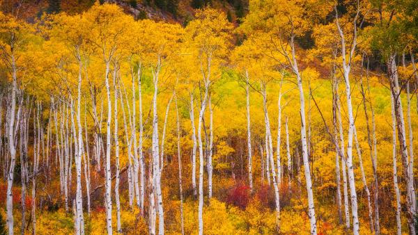 Aspens in the White River National Forest, Colorado (© Jason Hatfield/Tandem