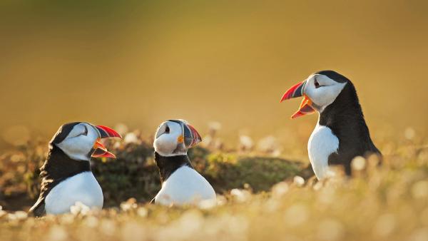 Atlantic puffins, Wales (© FLPA/Alamy)