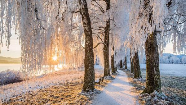 Avenue of birch trees near Uffing am Staffelsee, Bavaria, Germany (© Reinhard