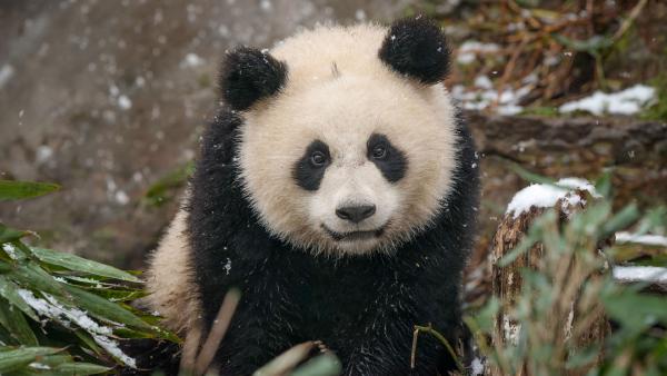 Baby giant panda in the snow, China (© Cheryl Schneider/Alamy)