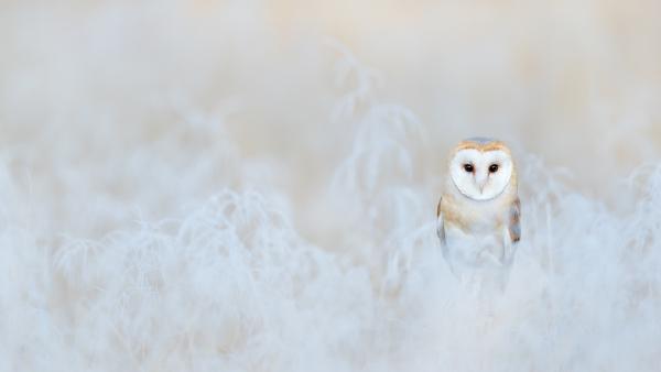 Barn owl, England (© Ondrej Prosicky/Getty Images)