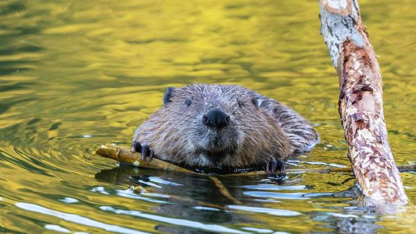 Beaver, Germany (© Andyworks/Getty Images)