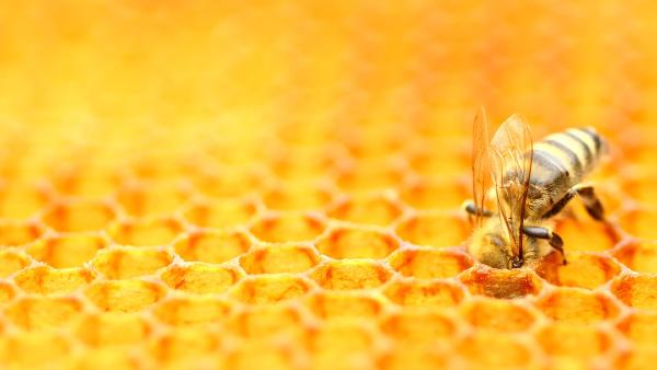 Bee tending a honeycomb (© Simun Ascic/Alamy)
