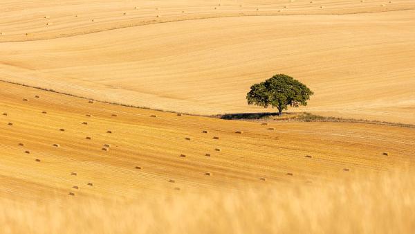 Beech tree in a cereal field, East Meon, South Downs National Park, Hampshire, England (© Guy Edwardes/Minden Pictures)