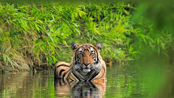 Bengal tiger, Ranthambore National Park, India (© Andy Rouse/Minden Pictures)
