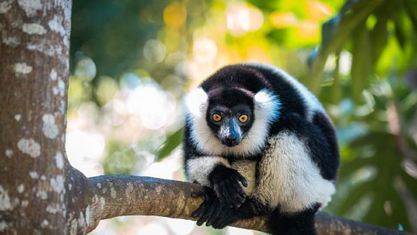 Black-and-white ruffed lemur in Madagascar (© Cyrielle Beaubois/Getty Images)