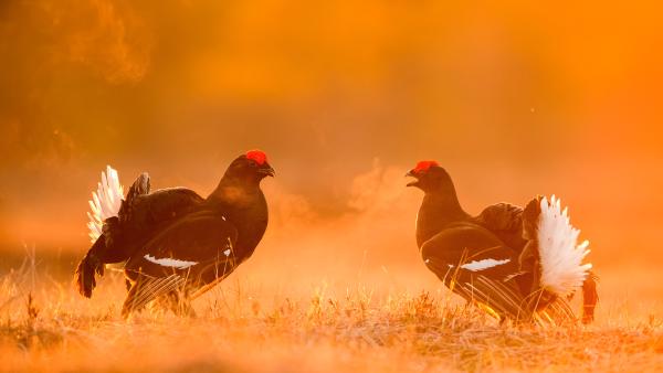 Black grouse males facing off on a lekking site, Estonia (© Sven Zacek/Nature Picture Library)