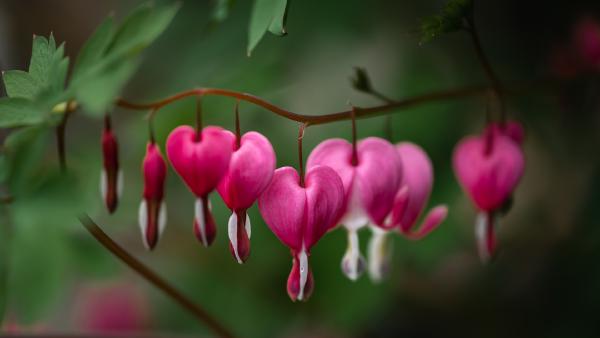 Bleeding hearts (© Dorene Hookey/Cavan Images)