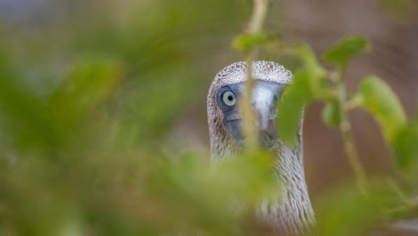 Blue-footed booby, Galápagos Islands, Ecuador (© Karine Aigner/TANDEM Stills + Motion)