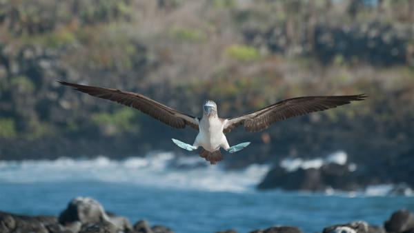 Blue-footed booby, Galápagos Islands, Ecuador (© Tui De Roy/Minden Pictures)