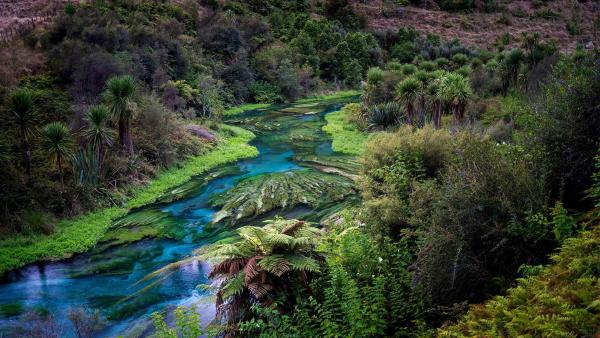 Blue Spring, Te Waihou Walkway, New Zealand (© Ian Beattie/Alamy)