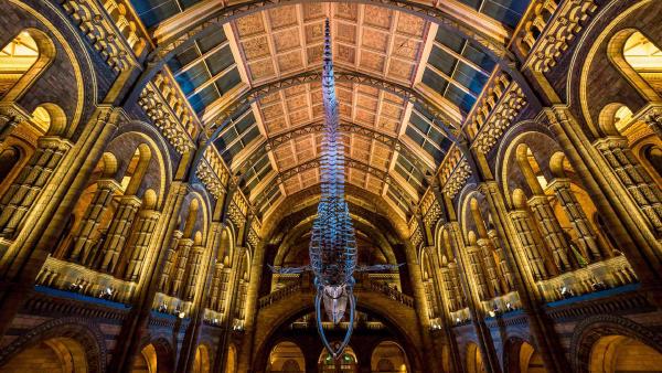 Blue whale skeleton in the Natural History Museum, London, England (©