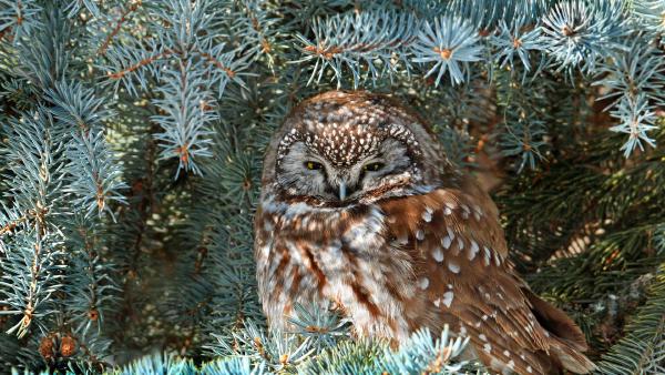 Boreal owl, Saskatchewan, Canada (© Nick Saunders/Minden Pictures)