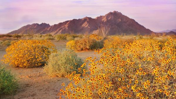 Brittlebushes blooming in springtime, Sonoran Desert, Arizona (© Charles