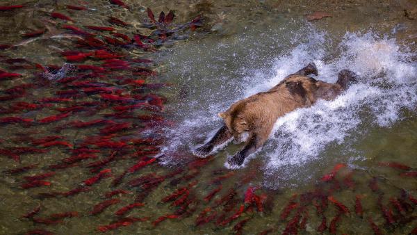 Brown bear fishing in river, Katmai National Park, Alaska (© Pal Hermansen/Nature Picture Library)