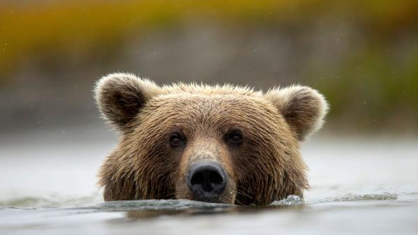 Brown bear in Silver Salmon Creek, Lake Clark National Park and Preserve, Alaska (© Danny Green/Nature Picture Library)