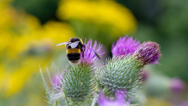 Bumble bee pollinating, Worcester, England (© SimonEastwood87/Shutterstock)