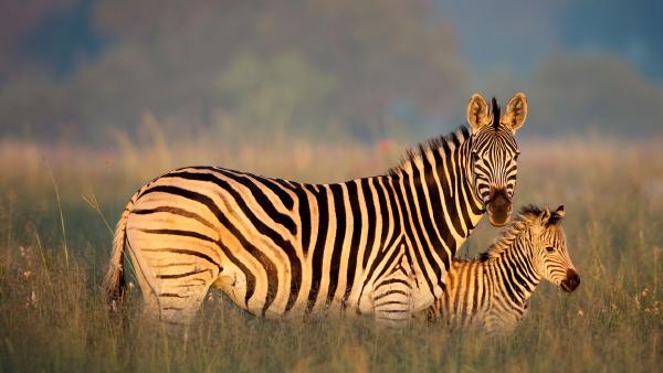 Burchell's zebra mother and foal, Rietvlei Nature Reserve, South Africa (©