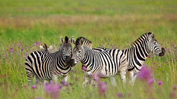 Burchell's zebras, Rietvlei Nature Reserve, South Africa (© Richard Du