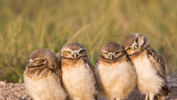 Burrowing owl chicks near a burrow, Wyoming (© Danita Delimont/Getty Images)