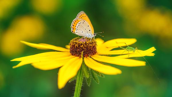 Butterfly pollinating on yellow flower (© lzh/Getty Images)