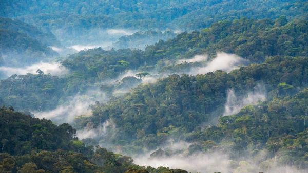 Bwindi Impenetrable National Forest, Uganda (© Art Wolfe/DanitaDelimont.com)