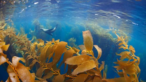 California sea lion in a forest of giant kelp, Baja California, Mexico (©