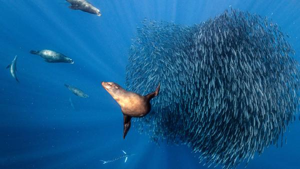 California sea lions hunting a sardine bait ball, offshore Mexico, Pacific Ocean (© Henley Spiers/Nature Picture Library)