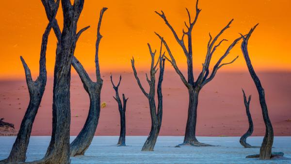 Camel thorn trees, Deadvlei, Namib-Naukluft Park, Namibia (© Inge Johnsson/Alamy)
