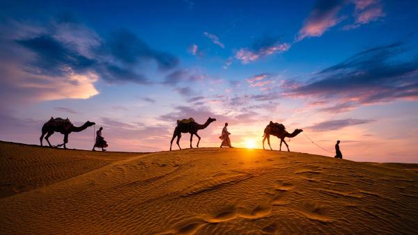 Camels at Jaisalmer, Rajasthan, India (© f9photos/Getty Images) Camels at Jaisalmer, Rajasthan, India (© f9photos/Getty Images)