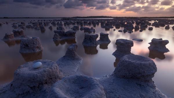 Caribbean flamingo nests, Ría Lagartos Biosphere Reserve, Yucatán, Mexico (©