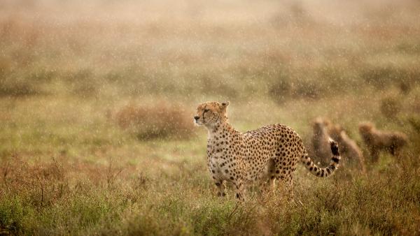 Cheetah in morning rain, Ndutu Plains, Ngorongoro Conservation Area, Tanzania (©