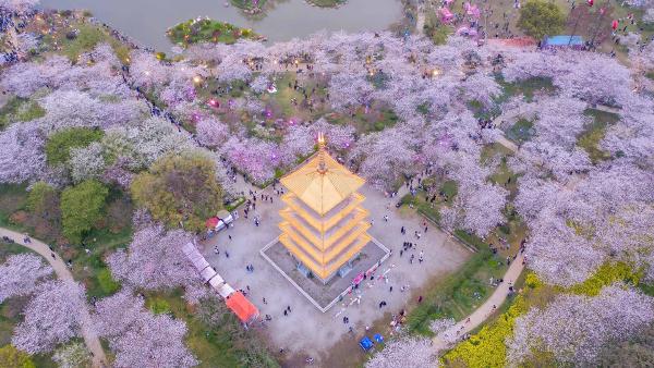 Cherry blossoms at East Lake Cherry Blossom Park, Wuhan, China (© Zhang Qiao/VCG/Getty Images)
