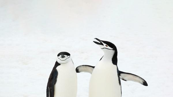 Chinstrap penguins, South Sandwich Islands, South Atlantic Ocean (© Jan