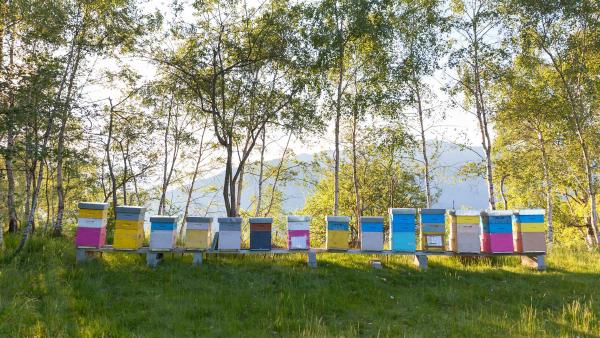 Colorful beehives in Italy (© Roberto Caucino/Shutterstock) Colorful beehives in Italy (© Roberto Caucino/Shutterstock)