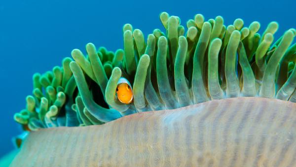Common clownfish in a sea anemone, Raja Ampat Islands, Indonesia (© Magnus Lundgren/Nature Picture Library)