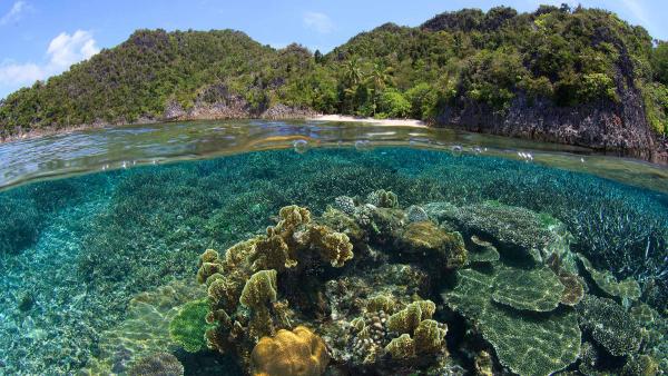 Coral reef and beach in Raja Ampat, Indonesia (© SergeUWPhoto/Shutterstock)