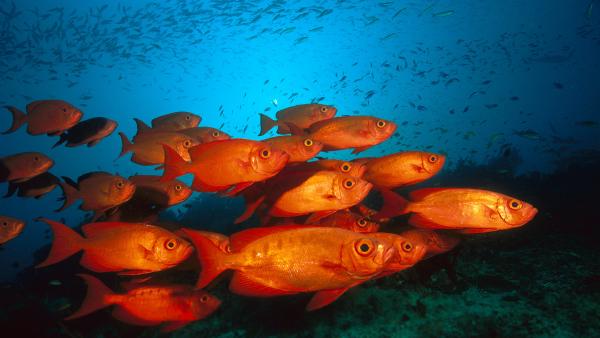 Crescent-tail bigeye fish in the Great Barrier Reef, Australia (© Fred Bavendam/Minden Pictures)