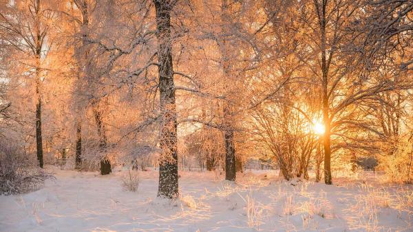 Dawn light through frosty trees, Sweden (© Schon/Getty Images)